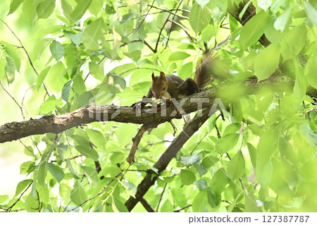 Hokkaido squirrel 22 (Hokkaido) 127387787