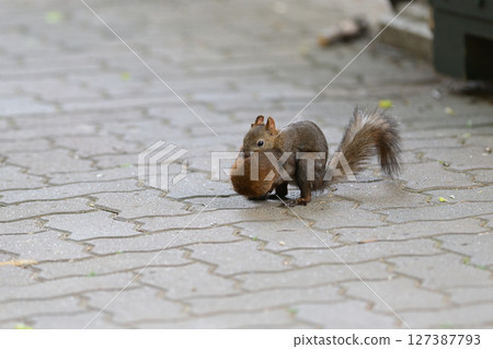 Hokkaido squirrel ㉝ (Hokkaido) Hokkaido squirrel ㉝ (Hokkaido) 127387793