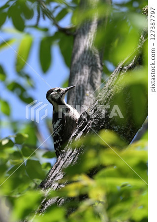 大斑啄木鳥幼鳥①(北海道) 大斑啄木鳥幼鳥①(北海道) 127387797