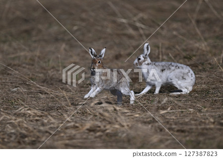 Snow Hare 200 (Hokkaido) Snow Hare 200 (Hokkaido) 127387823