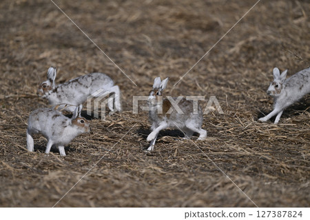 Snow Hare 201 (Hokkaido) Snow Hare 201 (Hokkaido) 127387824
