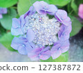 Light purple hydrangea close-up background 127387872