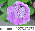Close-up background of red-purple hydrangea 127387873