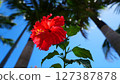 Hibiscus 127387878
