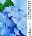 Pale blue hydrangea close-up background 127387938