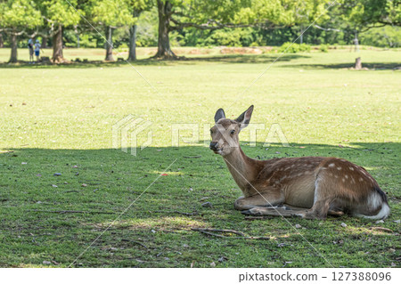 奈良公園,一隻母鹿在樹蔭下休息 奈良公園,一隻母鹿在樹蔭下休息 127388096