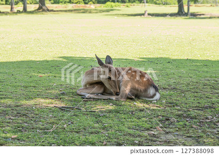 A female deer relaxing in the shade of a tree, Nara Park 127388098