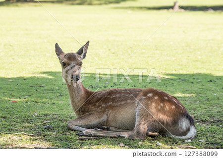 A female deer relaxing in the shade of a tree, Nara Park 127388099