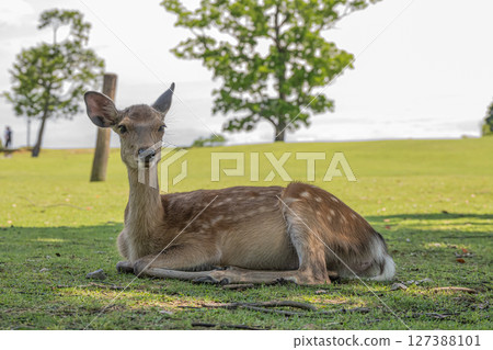 A female deer relaxing in the shade of a tree, Nara Park 127388101