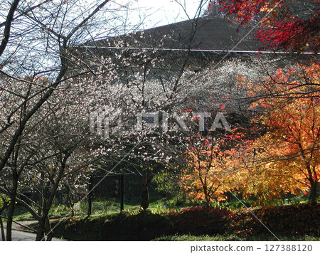Autumn leaves and cherry blossoms / Scenery with autumn leaves and cherry blossoms Autumn leaves and cherry blossoms / Scenery with autumn leaves and cherry blossoms 127388120