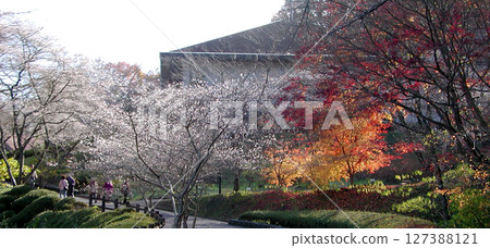Autumn leaves and cherry blossoms / Scenery with autumn leaves and cherry blossoms Autumn leaves and cherry blossoms / Scenery with autumn leaves and cherry blossoms 127388121