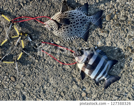 Ishidai and Ishigaki-dai caught in Kochi Prefecture, Shikoku 127388326