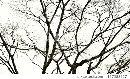 Winter trees 127388327