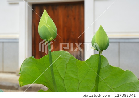 Lotus buds (Erinji Temple/2280 Shioyamagoya, Koshu City, Yamanashi Prefecture) 127388341