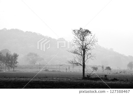 A lone tree in the middle of a rural landscape amidst mountains, forests, and fields. A lone tree in the middle of a rural landscape amidst mountains, forests, and fields. 127388467