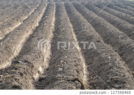 Agricultural areas prepared for planting field crops. Agricultural areas prepared for planting field crops. 127388468