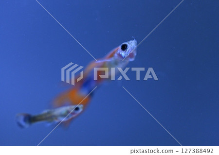 A guppy in an aquarium, photographed with a macro lens. 127388492