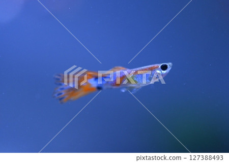 A guppy in an aquarium, photographed with a macro lens. A guppy in an aquarium, photographed with a macro lens. 127388493