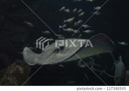 悠閒遊動的星鰩 悠閒遊動的星鰩 127388505
