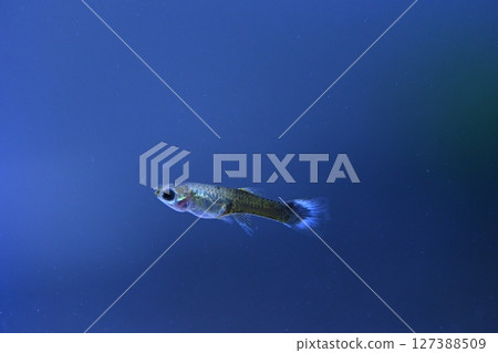 A guppy in an aquarium, photographed with a macro lens. A guppy in an aquarium, photographed with a macro lens. 127388509