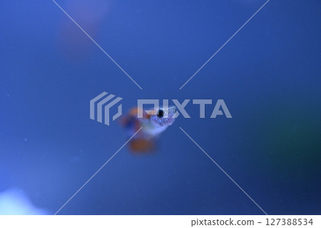 A guppy in an aquarium, photographed with a macro lens. 127388534