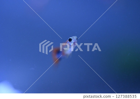 A guppy in an aquarium, photographed with a macro lens. 127388535