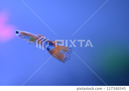 A guppy in an aquarium, photographed with a macro lens. 127388545