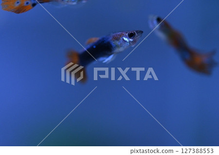 A guppy in an aquarium, photographed with a macro lens. 127388553