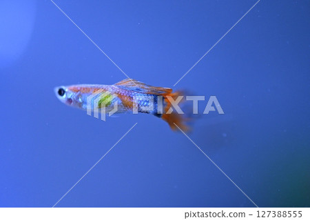 A guppy in an aquarium, photographed with a macro lens. 127388555