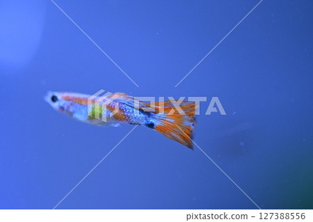 A guppy in an aquarium, photographed with a macro lens. 127388556