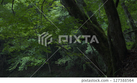 Mitarai Valley (Nara, Nature, Japan) Mitarai Valley (Nara, Nature, Japan) 127388564