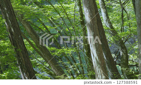 Mitarai Valley (Nara, Nature, Japan) 127388591