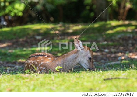 奈良公園、飛火野花園裡的鹿 奈良公園、飛火野花園裡的鹿 127388618