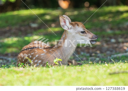 奈良公園、飛火野花園裡的鹿 127388619