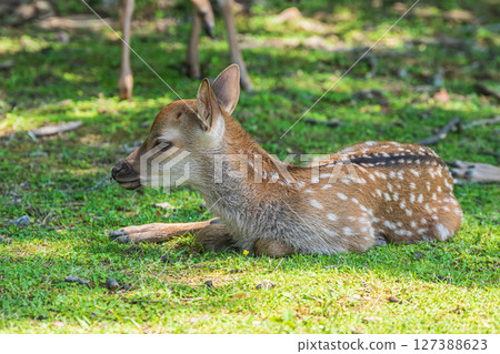 Fawn in Nara Park, Tobihino Garden Fawn in Nara Park, Tobihino Garden 127388623