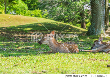 Fawn in Nara Park, Tobihino Garden 127388625
