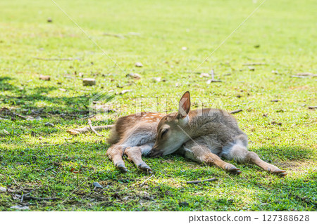 Fawn lying in the shade of a tree, Tobihino Park Fawn lying in the shade of a tree, Tobihino Park 127388628