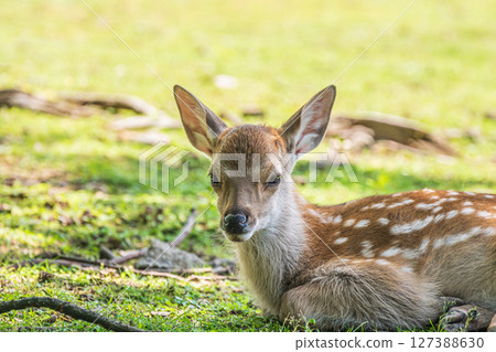 飛火野公園,樹蔭下的小鹿 飛火野公園,樹蔭下的小鹿 127388630