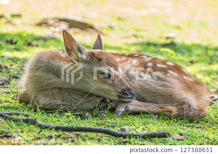 飛火野公園，樹蔭下的小鹿 127388631