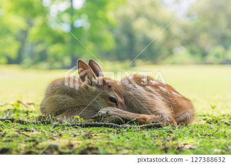 飛火野公園，樹蔭下的小鹿 127388632