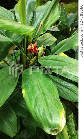 筑波植物園的 Aglaonema Criscum 127388660