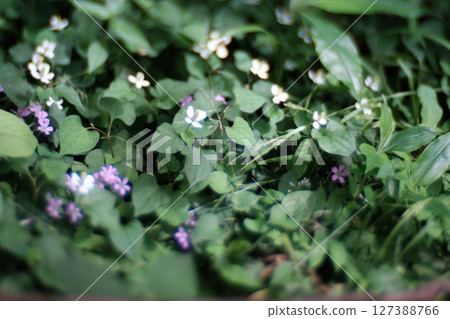 紫色小花 127388766