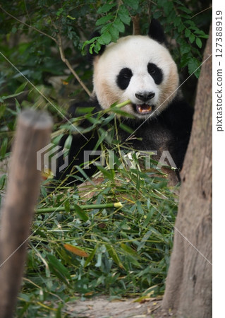 Beautiful panda eating bamboo Beautiful panda eating bamboo 127388919