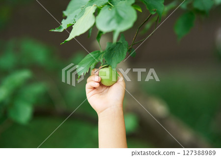 採摘李子 127388989