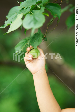 採摘李子 127388992