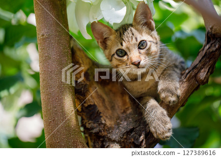 A Playful Wildcat Cub Sitting in a Tree Surrounded by Lush Green Foliage and Branches A Playful Wildcat Cub Sitting in a Tree Surrounded by Lush Green Foliage and Branches 127389616