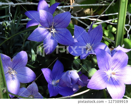 Bulb flowers: Flowers on the bed: Chinese bellflower: Chinese bellflower: Photographed in June 127389919