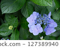 A photo of hydrangea with buds 127389940