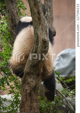Giant panda taking a nap on a tree Giant panda taking a nap on a tree 127390152