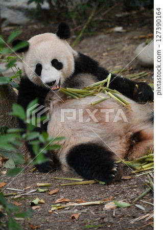 大貓熊津津有味地吃著細竹筍 大貓熊津津有味地吃著細竹筍 127390164